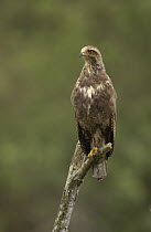 Savannah Hawk (Buteogallus meridionalis) perching on snag, Machalilla National Park, Ecuador