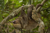 Southern Two-toed Sloth (Choloepus didactylus) using long claws to navigate a tree trunk, South America