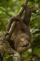 Southern Two-toed Sloth (Choloepus didactylus) using long claws to navigate a tree trunk, South America