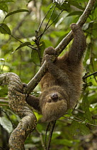 Southern Two-toed Sloth (Choloepus didactylus) using long claws to climb a tree limb, South America
