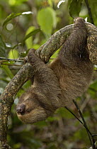 Southern Two-toed Sloth (Choloepus didactylus) hanging in rainforest tree, South America