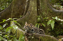 Ocelot (Leopardus pardalis) reclining on buttress root on the forest floor in the Amazon rainforest, Ecuador