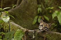 Ocelot (Leopardus pardalis) resting on buttress root on the forest floor in the Amazon rainforest, Ecuador