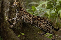 Ocelot (Leopardus pardalis) climbing on buttress root on the forest floor in the Amazon rainforest, Ecuador