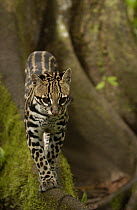 Ocelot (Leopardus pardalis) walking on buttress root on the forest floor in the Amazon rainforest, Ecuador