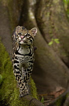 Ocelot (Leopardus pardalis) walking on buttress root on the forest floor in the Amazon rainforest, Ecuador