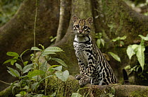 Ocelot (Leopardus pardalis) standing on buttress root on the forest floor in the Amazon rainforest, Ecuador