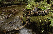 Boa Constrictor (Boa constrictor) crossing a stream, Ecuador