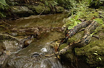 Boa Constrictor (Boa constrictor) crossing a stream, Ecuador