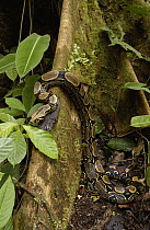 Boa Constrictor (Boa constrictor) climbing buttress root, Ecuador