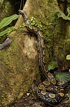 Boa Constrictor (Boa constrictor) climbing buttress root, Ecuador