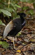 Gray-winged Trumpeter (Psophia crepitans) resting on one leg in the rainforest, South America