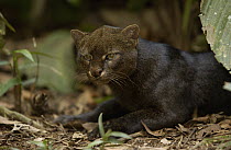 Jaguarundi (Puma yagouaroundi) resting on rainforest floor, Ecuador
