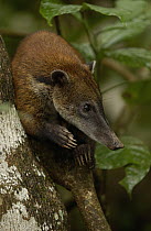 Coatimundi (Nasua nasua) portrait in a rainforest tree, South America