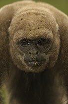 Humboldt's Woolly Monkey (Lagothrix lagotricha) portrait, Amazon, South America