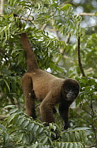 Humboldt's Woolly Monkey (Lagothrix lagotricha) hanging in a rainforest tree using its prehensile tail, Amazon, South America