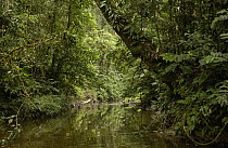 River and trees in the Amazon rainforest, Ecuador