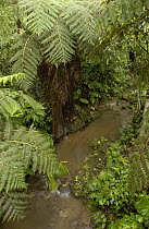 River, ferns and trees in the Amazon rainforest, Ecuador