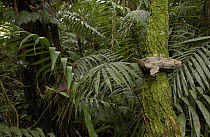 Boa Constrictor (Boa constrictor) coiled around a mossy tree trunk in the rainforest, South America