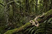 Boa Constrictor (Boa constrictor) coiled around a mossy tree branch in the rainforest, South America
