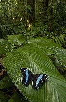 Morpho Butterfly (Morpho achilles) butterfly, on a leaf in the rainforest, Ecuador