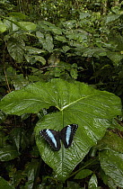 Morpho Butterfly (Morpho achilles) butterfly, in the rainforest, Ecuador
