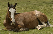 Domestic Horse (Equus caballus) resting on the ground at a hacienda in the Andes Mountains, Ecuador