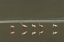 Puna Flamingo (Phoenicopterus jamesi) flock wading in lake in their breeding grounds, Laguna Colorada, Eduardo Avaroa Faunistic Reserve, Andes Mountains, southwestern Bolivia