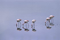 Puna Flamingo (Phoenicopterus jamesi) flock feeding in Laguna Blanca, Eduardo Avaroa Faunistic Reserve, Andes Mountains, southwestern Bolivia