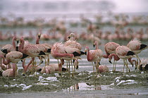 Andean Flamingo (Phoenicopterus andinus) flock nesting in their breeding grounds, Laguna Colorada, Eduardo Avaroa Faunistic Reserve, Andes Mountains, Southwestern Bolivia
