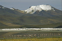 Puna Flamingo (Phoenicopterus jamesi) flock feeding in Laguna Colorada, Eduardo Avaroa Faunistic Reserve, Andes Mountains, southwestern Bolivia