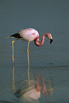 Andean Flamingo (Phoenicopterus andinus) wading, Laguna Blanca, Eduardo Avaroa Faunistic Reserve, Andes Mountains, southwestern Bolivia