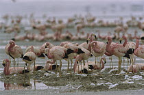 Andean Flamingo (Phoenicopterus andinus) flock nesting in their breeding grounds, Laguna Colorada, Eduardo Avaroa Faunistic Reserve, Andes Mountains, southwestern Bolivia
