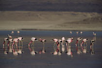 Andean Flamingo (Phoenicopterus andinus) flock feeding, Laguna Hedionda, Andes Mountains, southwestern Bolivia