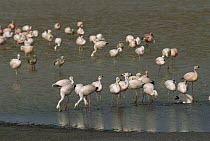 Puna Flamingo (Phoenicopterus jamesi) group drinking in fresh water stream at lake edge, Laguna Colorada, Eduardo Avaroa Faunistic Reserve, Andes Mountains, southwestern Bolivia