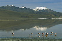 Puna Flamingo (Phoenicopterus jamesi) flock at Laguna Colorada, Eduardo Avaroa Faunistic Reserve, Andes Mountains, southwestern Bolivia