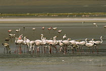 Puna Flamingo (Phoenicopterus jamesi) group drinking in fresh water stream at lake edge, Laguna Colorada, Eduardo Avaroa Faunistic Reserve, Andes Mountains, southwestern Bolivia
