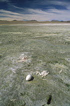 Puna Flamingo (Phoenicopterus jamesi) unsuccessful egg and dead chicks, Laguna Colorada, Eduardo Avaroa Faunistic Reserve, Andes Mountains, southwestern Bolivia