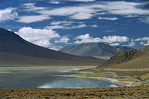 High Andean lake and altiplano, southwestern, Bolivia