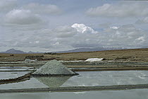 Lesser Flamingo (Phoenicopterus minor) group near Borax mines, altiplano, southwestern Bolivia