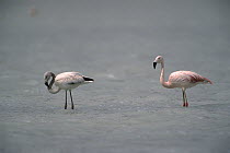 Chilean Flamingo (Phoenicopterus chilensis) pair wading, Laguna Blanca, Eduardo Avaros Faunistic Reserve, Andes Mountains, southwestern Bolivia