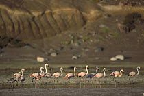 Chilean Flamingo (Phoenicopterus chilensis) flock walking along the shore, Laguna Celeste, southwestern Bolivia