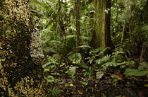 Lantern Bug (Fulgora laternaria) camouflaged against a tree trunk in the Amazon rainforest, Ecuador