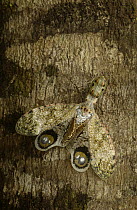 Lantern Bug (Fulgora laternaria) camouflaged on tree trunk showing false eye spots on wings, Amazon rainforest, Ecuador