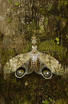 Lantern Bug (Fulgora laternaria) camouflaged on tree trunk showing false eye spots on wings, Amazon rainforest, Ecuador