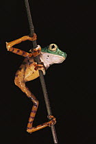 Tiger-striped Leaf Frog (Phyllomedusa tomopterna) or Barred Leaf Frog, portrait on plant stem, Amazon, Ecuador
