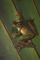 Rosenberg's Gladiator Tree Frog (Hypsiboas rosenbergi) on leaf showing webbed feet, Choco Ecoregion, San Lorenzo northwestern Ecuador