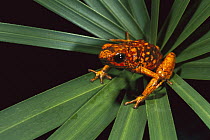 Splendid Poison Dart Frog (Dendrobates sylvaticus) on Bromeliad, Dorango Esmeraldas Provincia, northwestern Ecuador