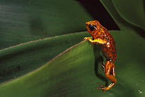 Splendid Poison Dart Frog (Dendrobates sylvaticus) climbing up leaf, Dorango Esmeraldas Province, northwestern Ecuador