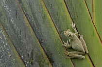 Rosenberg's Gladiator Tree Frog (Hypsiboas rosenbergi) clinging to leaf in rainforest, Ecuador
